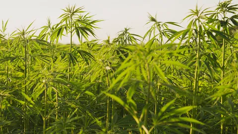 อภ.ย้ำปลูกกัญชาเพื่อใช้รักษาโรค