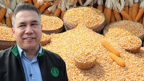 กสก.สอนเก็บเกี่ยวข้าวโพดหลังนาถูกวิธี สร้างกำไรดีให้กับเกษตรกร