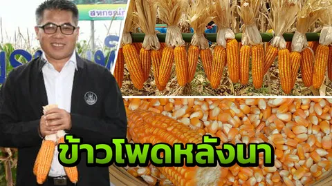 เกษตรกรปลื้มข้าวโพดหลังนาราคาดี ทยอยเก็บผลผลิตขายผ่านสหกรณ์ป้อนโรงงาน
