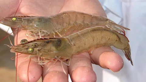 ทางรอด..กุ้งดิ่งเหว