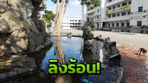 น่าสงสาร ลิงเขาช่องกระจก สุดหงอย ร้อนแต่ไม่กล้าลงเล่นน้ำ 