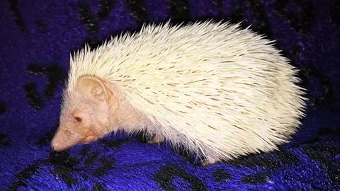 เม่นแคระ..เพื่อนหนาม