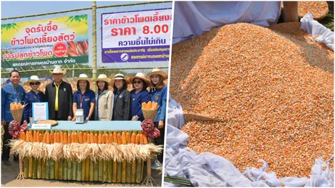 รมว.เกษตรฯ ลงแปลงเกี่ยวข้าวโพดหลังนา จ.ตาก คาดกำไรฉลุย