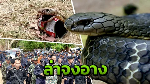 ยุทธการล้อมป่า ปิดเมืองล่า "งูจงอาง" หอบลูกจูงหลาน บุกหมู่บ้านจนคนผวา