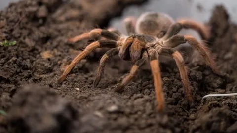 ปินส์จับชายสั่งซื้อแมงมุมทารันตูลา ขนข้ามประเทศ 757 ตัว