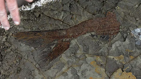 ปลายุคไดโนเสาร์