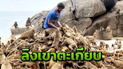 จิตอาสามอบของอร่อยให้ "ลิงเขาตะเกียบ" อยู่รวมกันนับพันตัวไร้น้ำ อดอยาก