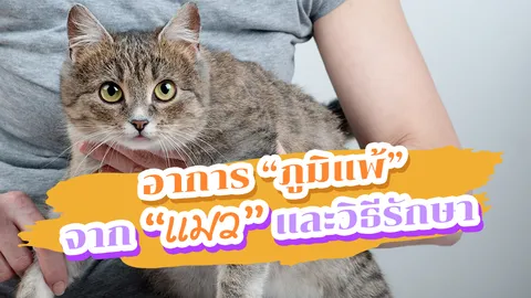 รู้ลึกอาการแพ้ "ขนแมว" เจาะ 3 วิธีบรรเทา "ภูมิแพ้" ให้ดีขึ้น!