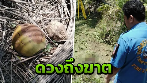 สลด ลุงดวงถึงฆาต สอยมะพร้าวตกใส่หัว หงายหลังตึง ตกท้องร่องสวนดับ