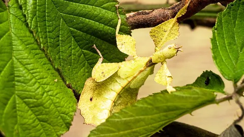 ตั๊กแตนใบไม้