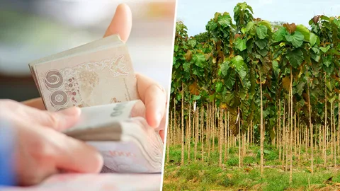 ผลักดันใช้ "ต้นไม้มีค่า" ค้ำเงินกู้ "พาณิชย์" เรียกแบงก์ถกหลักประกัน