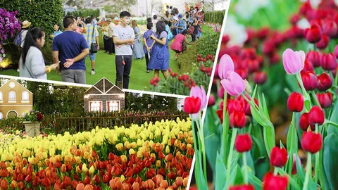 มนต์เสน่ห์หมู่บ้านในฝัน ทิวลิปบานที่...ระยอง