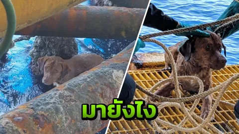 "บุญรอด" หมาน้อยลอยคอในทะเล ว่ายเกาะแท่นขุดเจาะก๊าซ กลางอ่าวไทย