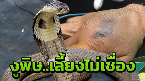 คุณยายใจดีฟูมฟัก "งูเห่า" ให้เลื้อยเข้ามากินหนู กลับถูกแว้งกัดพ่นพิษเจ็บหนัก