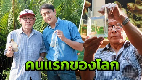 “เปอร์” ทึ่ง “ลุงอ๋า” นักสร้างสรรค์ปลากัดสีทองคนแรกของโลก