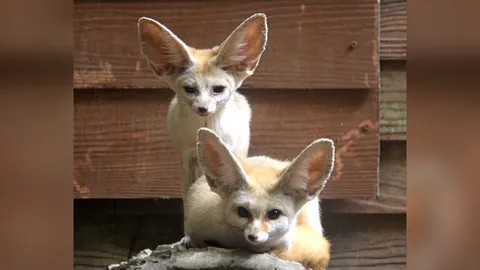 เฟนเนก..จิ้งจอกทะเลทราย