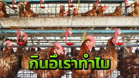 เพจดังเตือนสารพัดโรค หลังพบเด็กอัดคลิปกินขี้ไก่ ขี้วัว เรียกยอดไลค์ 