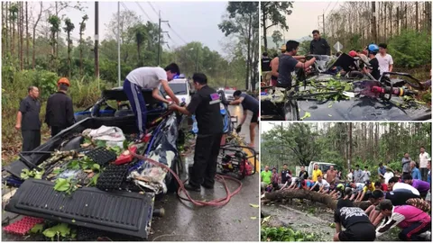 พายุถล่มเชียงใหม่ ต้นยางอายุร้อยปีหัก ทับกระบะชาวเขา บาดเจ็บ 6 ราย