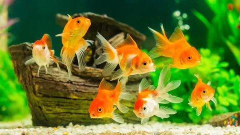 ปลาทองประดับงานแต่ง