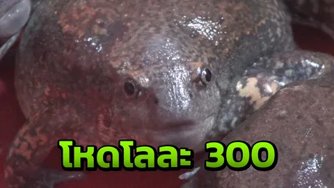 พ่อค้าแม่ขายร้องไชโย "อึ่ง" แพงกว่าหมู ไก่ กุ้ง แต่คนชอบแห่ซื้อเพียบ