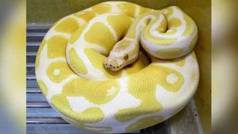 บอลไพธอน