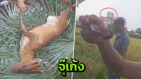 จับหนุ่มโพสต์คลิปชำแหละเก้ง เปิบแบบสดๆ อ้างไม่รู้เป็นสัตว์คุ้มครอง
