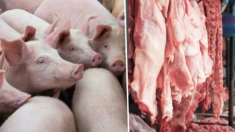 คุมหมูเป็นหน้าฟาร์มห้ามเกิน 75 บาท/กก.