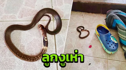 ดูให้ดีก่อนสวมใส่ เตือนภัยเจอ “ลูกงูเห่า” ซุกในรองเท้า หวิดถูกกัด