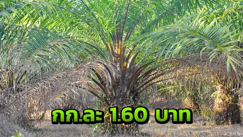 เกษตรกรโอด ราคาปาล์มร่วงหนัก เหลือ 1.60 บาท ร้องรัฐบาลหนุนน้ำมันไบโอดีเซล