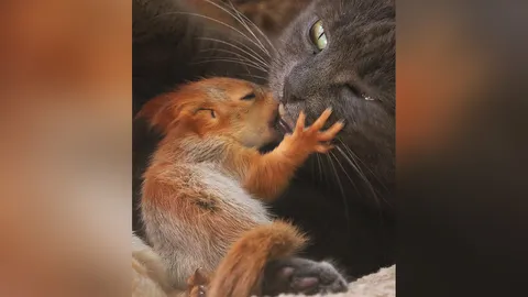 ลูกกำพร้าฝากเลี้ยง