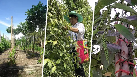 ทองหลาง..ค้างมีชีวิต คืนชีพพริกไทยเมืองจันท์