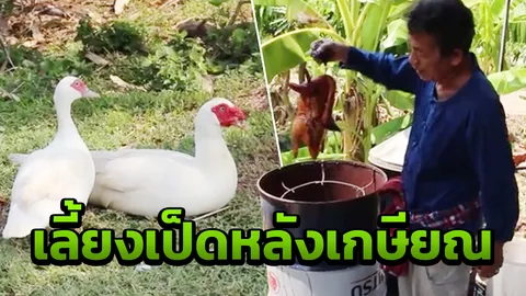 อดีตครูเกษียณใช้สวนหลังบ้านเลี้ยงเป็ด ทำเป็ดอบน้ำผึ้ง ขายออนไลน์