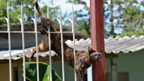 กู้ภัยเมืองชลช่วยแมวบาดเจ็บ โดนเหล็กรั้วเสียบขา โชคดีรอดปลอดภัยแล้ว