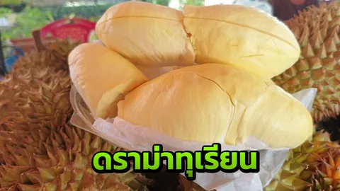 เสียงครวญจากคนไปชิม โปรกินทุเรียนหมด 4 กก.แถมเงิน 5 พัน ต้องอ่านกติกาดีๆ