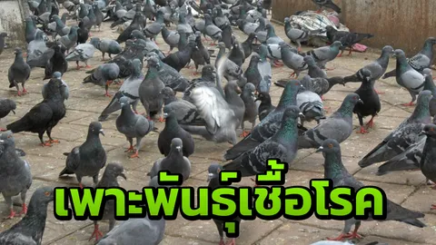 เดือดร้อนหนัก เพื่อนบ้านเลี้ยงนกพิราบ ปล่อยขนปลิวว่อน ทนสูดกลิ่นนาน 2 ปี