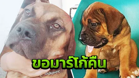 เจ้าของวอนคนอุ้มคืน "มาร์โก้" หวังยังรอดปลอดภัย พร้อมทำตามข้อเรียกร้อง