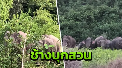 ช้างป่าฝูงใหญ่ลงเขาวงกต บุกสวนชาวบ้านลุยกินผลไม้ ชาวบ้านหวั่นอันตราย