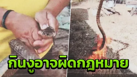 เปิดเหตุผลทำไม "งูสิง" เป็นสัตว์คุ้มครองเอาไป ต้มยำ ทำแกง ไม่ได้