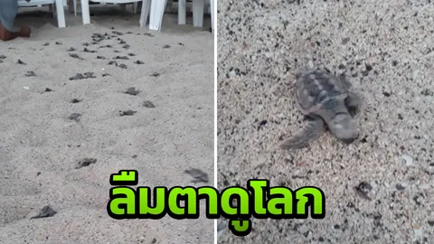 ต้วมเตี้ยม สาวแชร์คลิปสุดประทับใจ ลูกเต่าฟักจากไข่พร้อมเผชิญโลกกว้าง (คลิป)