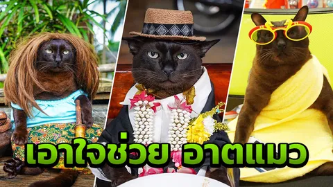 เอาใจช่วย "จอนนี่" แมวเน็ตไอดอล หลังเบาหวาน ไต รุมเร้าป่วยขั้นวิกฤติ