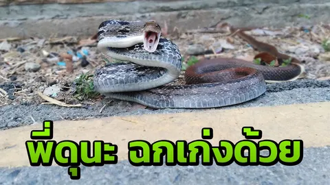 อย่าดื้อเพราะพี่ดุ ชมคลิป "งูทางมะพร้าว" เลื้อยมาเงียบๆ พองตัวฉกเข้าให้