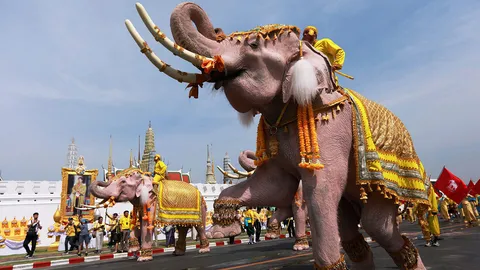 กลุ่มคชสารคู่แผ่นดิน นำช้างเดินเทิดพระเกียรติ ในหลวง ร.10 