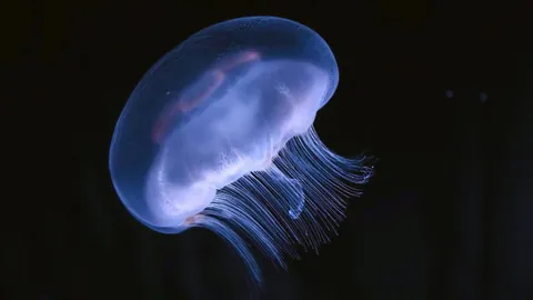 เทคนิคคริสเปอร์ช่วยถอนพิษ แมงกะพรุนกล่อง