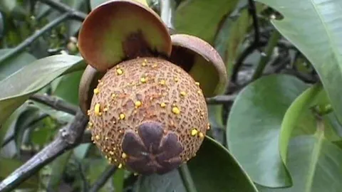 สทน.ติดตั้งเครื่องฉายรังสีอิเล็กตรอน เพื่อพัฒนาคุณภาพผลไม้ไทยในตลาดสหรัฐฯ