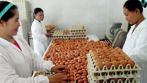 ขายไข่..ใครต้องมีใบอนุญาต
