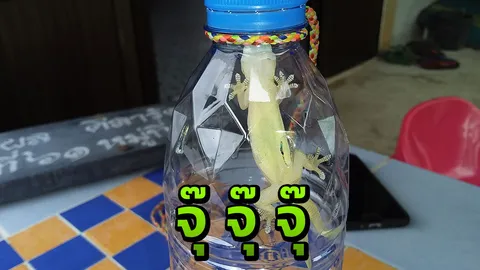 เจ้าของบ้านเฝ้าจับ "จิ้งจก 2 หาง" นาน 3 ปี วันนี้เจอแล้วไม่แคล้วต้องมีลาภ