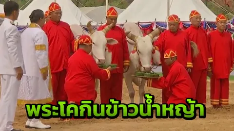 เสี่ยงทายพระโคกินข้าว น้ำ หญ้า ทำนายว่า น้ำท่าจะบริบูรณ์พอสมควร