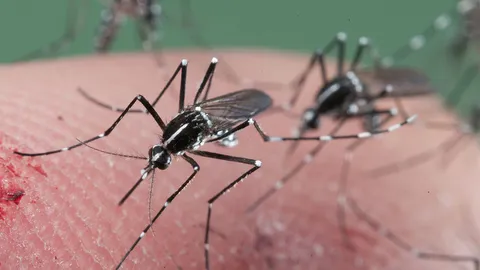 คุมเข้มไข้เลือดออกหลังดับ 27 ราย