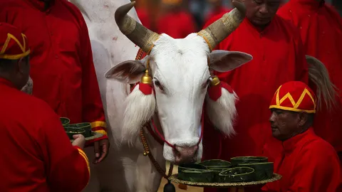 ธัญญาหารอุดมนํ้าปริมาณพอดี พระโคเสี่ยงทาย พิธี “แรกนาขวัญ”