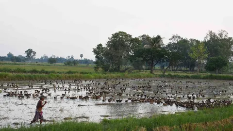  ชาวบ้านกาฬสินธุ์ผวา ฝูงเป็ดไล่ทุ่งอพยพมาเพียบ หวั่นโรคติดต่อระบาด